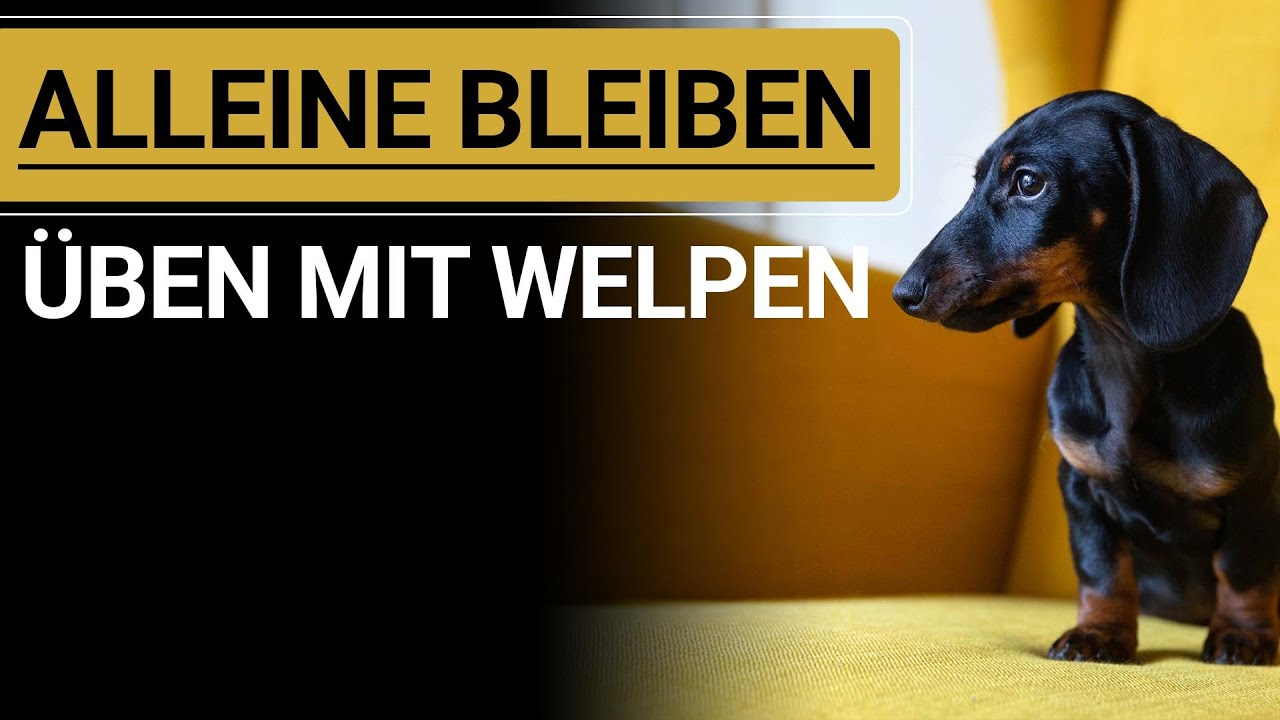 🐕🐶 WELPE ALLEINE BLEIBEN ÜBEN ➡️ Stephanie Salostowitz ➡️ So klappt`s 🐕🐶✔️