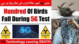 5G Dangers Hundred Of Birds Fall During 5G Test In Netherland.