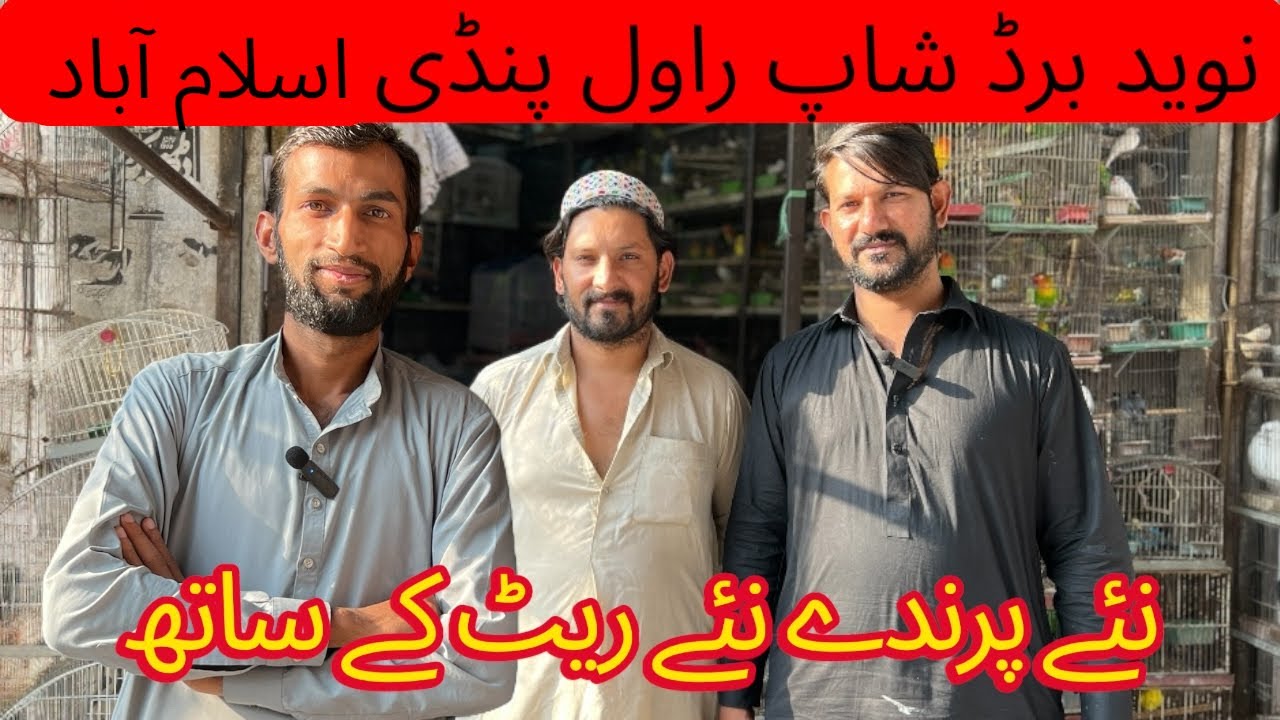 New birds new rates | Naveed Birds Shop Rawalpindi Islamabad