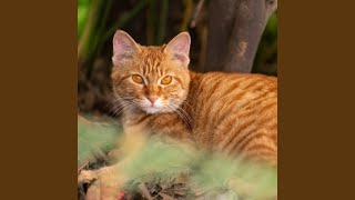 Storm Harmony Calms Cats
