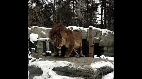 Романтичное видео со львами опубликовал новосибирский зоопарк к 14 февраля