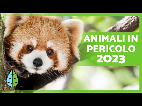 Video: Specie animali in via di estinzione: una lista, come salvare?