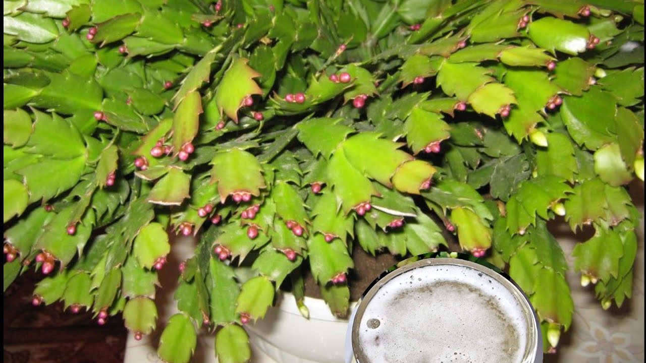 Çiçeklerniz COŞMYORSA birde bunu DENEYİN😉 Yılbaşı Çiçeği ÇILGINCA tomurcukta