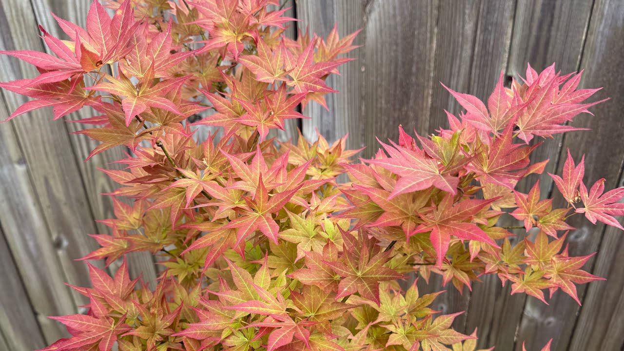 Japanese Maple Garden Tour Memorial Day 2025