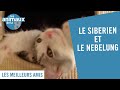 Le siberien et le nebelung  des races de chat venant de russie  les animaux de la 8