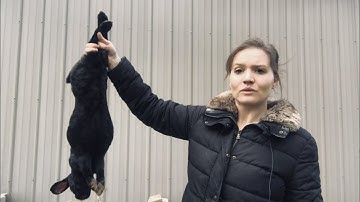 How to humanely dispatch a rabbit (using the pellet gun method)