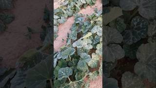 Sweet pumpkin cultivation/বড় মিষ্টির কুমড়া/Sweet pumpkin/#agriculture#agricultura #agriculturelife Sweet pumpkin cultivation/বড় মিষ্টির কুমড়া/Sweet pumpkin/#agriculture#agricultura #agriculturelife