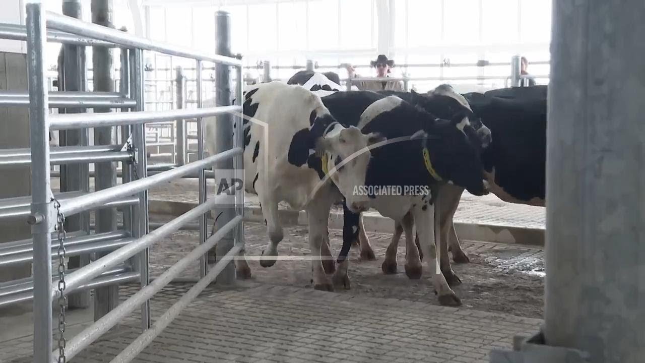 Moo-ving day comes for dairy cattle at Michigan State University