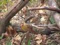 Birds of Beaver Pond 1 - The Hand Fed Kinglet