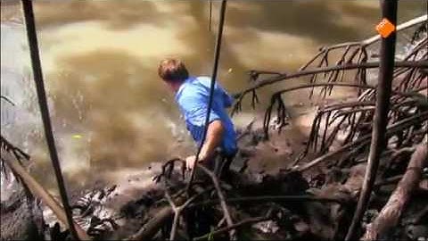 Freek in het wild  Mangrovebos en boa kijk je op npo nl
