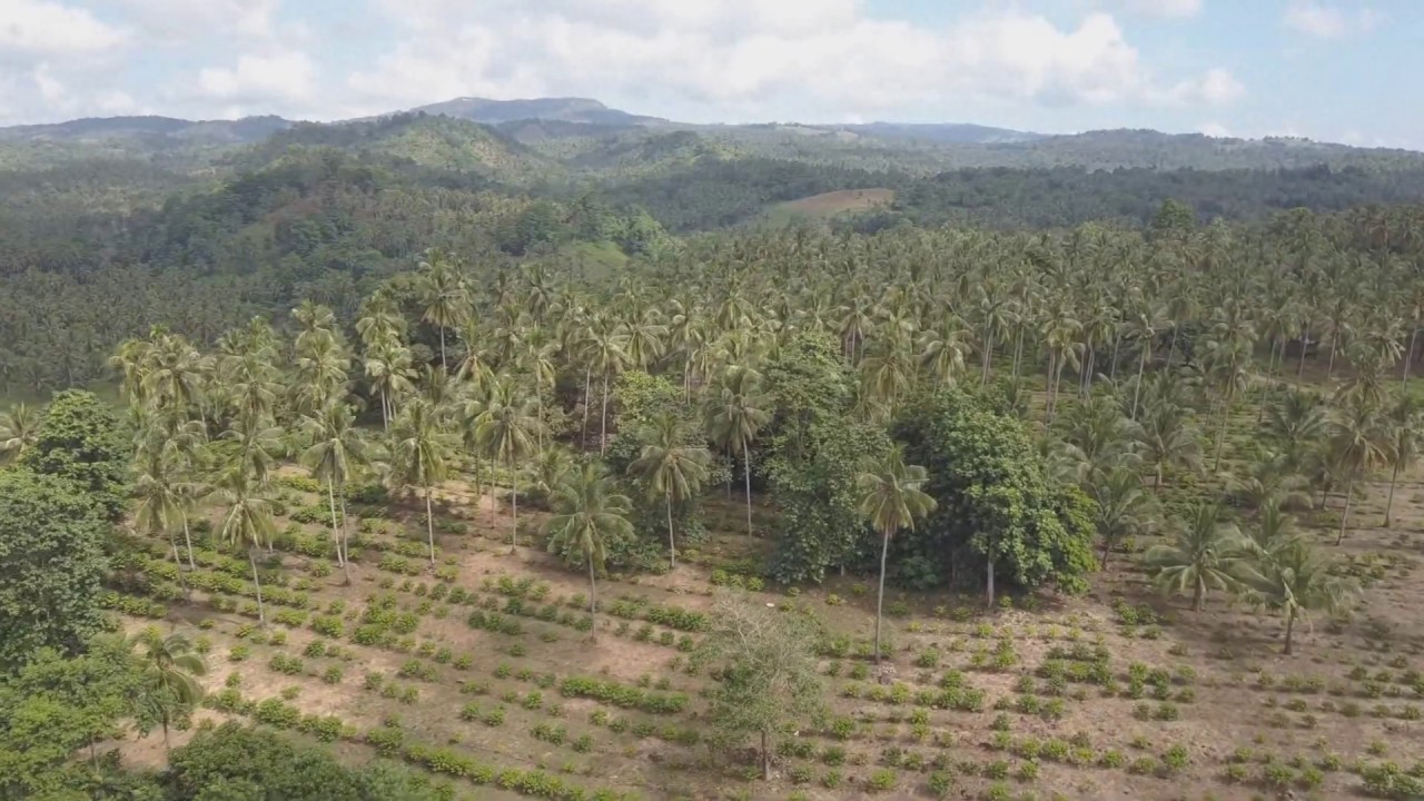 Felicisimo Coffee Farm Aerial View