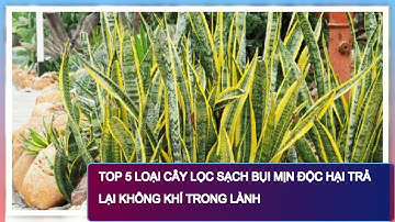 Top 5 loại cây lọc sạch bụi mịn độc hại trả lại không khí trong lành
