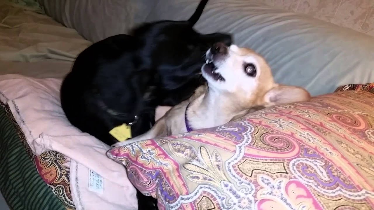 Vicious dog attack YouTube