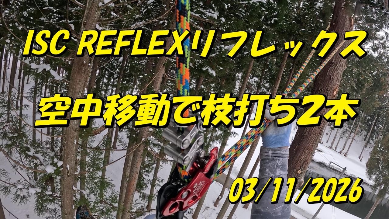 極太ディクソニア茨城県に引取り来れる方 リフレックスで杉の枝打ちと空中移動：大源太農園20260311 - YouTube