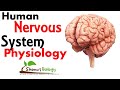 Human nervous system physiology