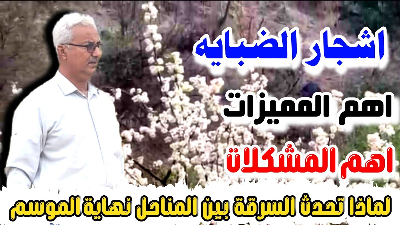 اسباب انهيار النحل في مراعي شجرة الضبايه/اهم المميزات وأهم المشاكل وأهم الحلول الاستاذ عايش الاهدل 