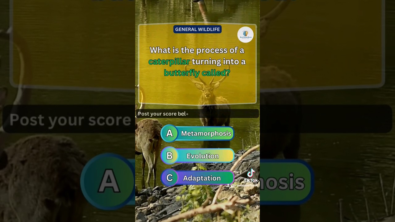 Join the Adventure! 🌍 Wildlife Quiz Challenge | Test Your Nature Knowledge Now! 🦓🔍