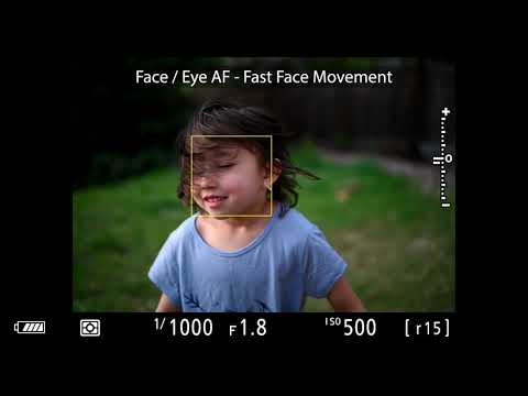 Nikon Z6 and Z7 Eye and Animal Detection AF Performance