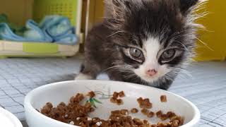 Starving kitten's meal