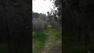 Cem Ates Zeytin Bahçesi Tarsus Kadelli Köyü