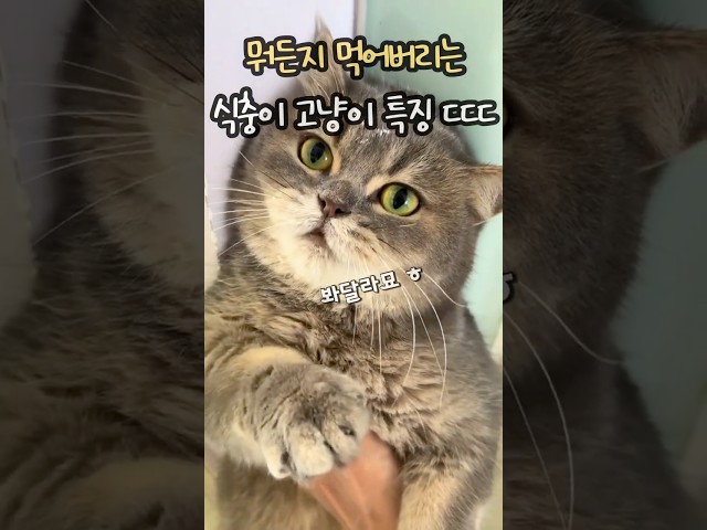 뭐든지 먹어버리눈 식충이 고양이 특징 ㄷㄷ