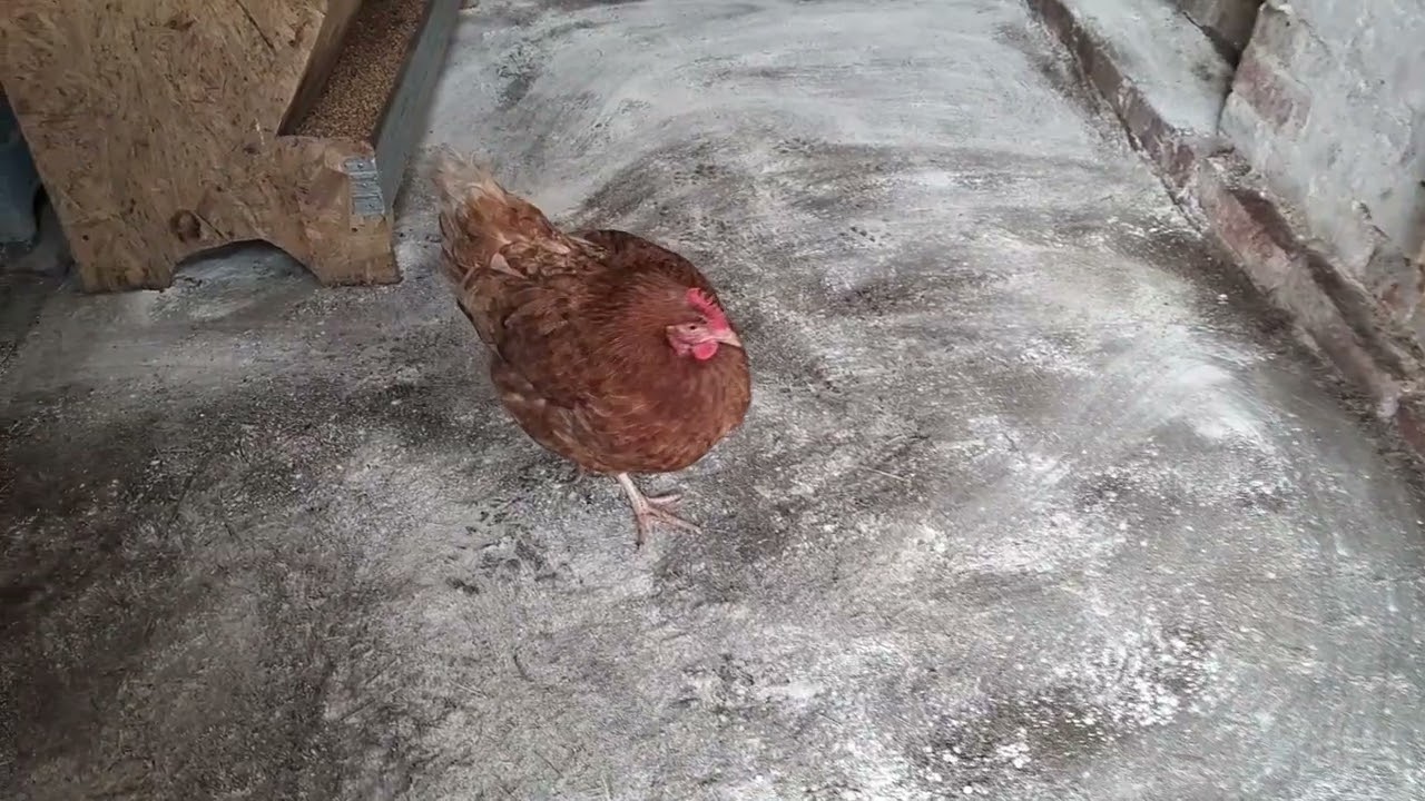 ГНІЗДА ДЛЯ КУРЕЙ  28 02 26 Прибирання в курнику. ГНЕЗДА ДЛЯ КУРЕЙ С ЯЙЦЕСБОРНИКОМ.