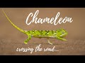 Chameleon crossing the road in the Kruger National Park | Chameleons in South Africa