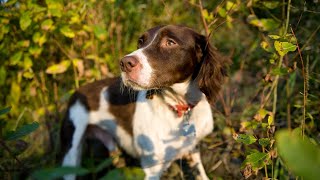 Essential Gear for Hunting with a Brittany Dog