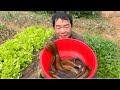 A unique and extremely simple way to catch eels - Eel harvest - Farmer's Life| Hoang Thi Soi