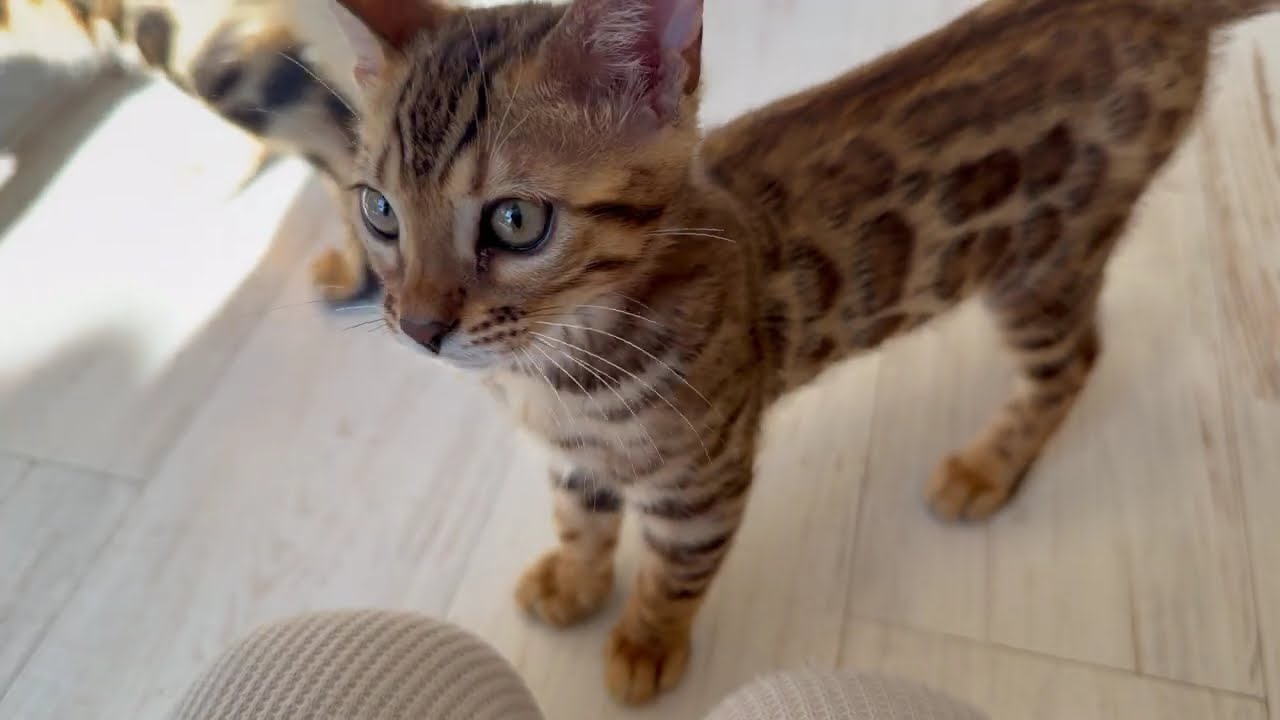 暖かな日差の中、無邪気に遊ぶベンガル子猫ちゃん達♡ベンガル猫専門☆ベンガル猫 ベルアンジュ