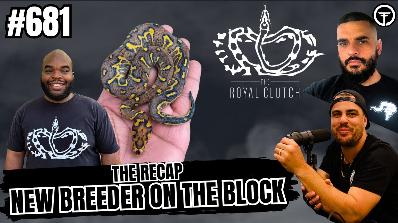 Having A Good Eye For Untapped Ball Python Morphs | The Recap NBB Episode