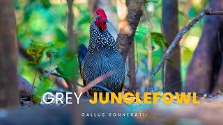 Grey Junglefowl  Male | Vansda National Park #fowls #junglefowl #nikonp1000