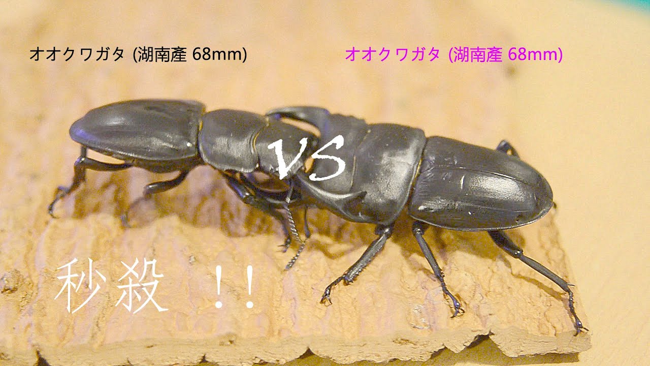 【甲虫少年】オオクワガタ (湖南產 68mm) VS オオクワガタ (湖南產 68mm) 秒殺 ! ! 