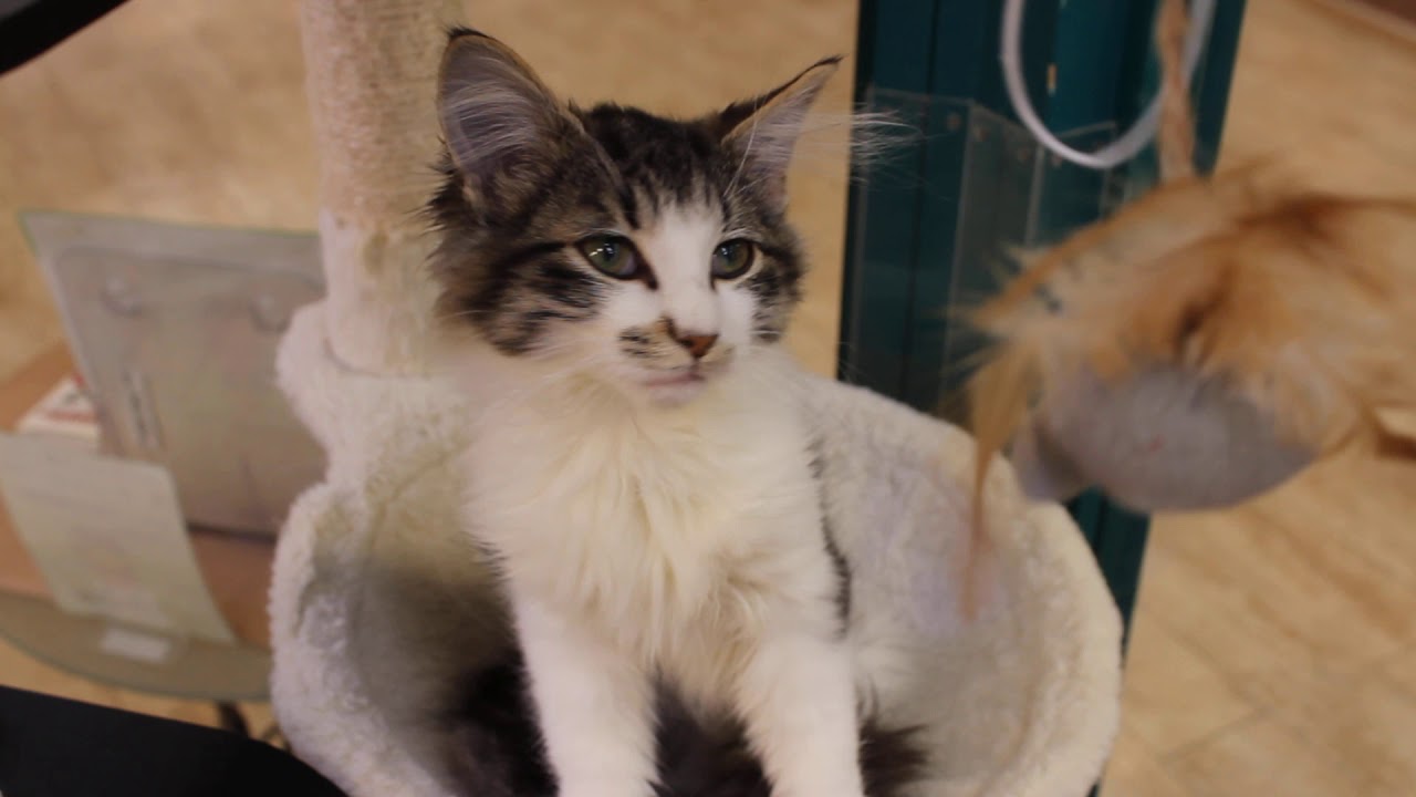 57708　ノルウェージャン　♂