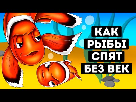 Почему у рыб нет век и как они спят?