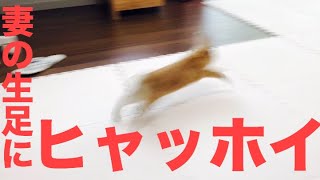 妻の生足に興奮を覚えるうさぎ #504
