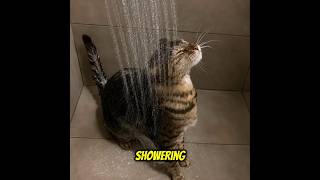 Would You Stop Showering For $100,000 A Day? 💵 #cat #funny #catmemes #funnycats #memecat