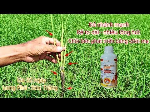 Lúa đẻ nhánh mạnh - Chồi con phát triển tốt - Rễ to dài | Lúa Đài Thơm ...
