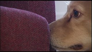 Hundar Sniffar Upp De Allt Vanligare Vägglössen - Nyheterna Tv4