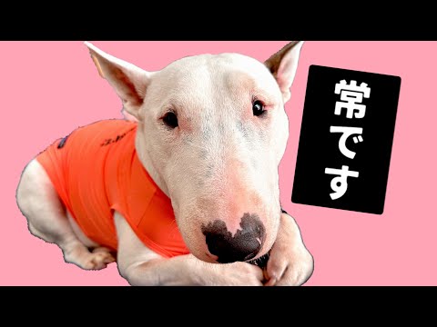 【誕生祭】ミニチュア・ブルテリアの常(つね)が４歳を迎えました！#ミニチュアブルテリア#誕生日