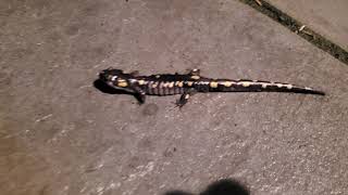 Frogs and Salamanders