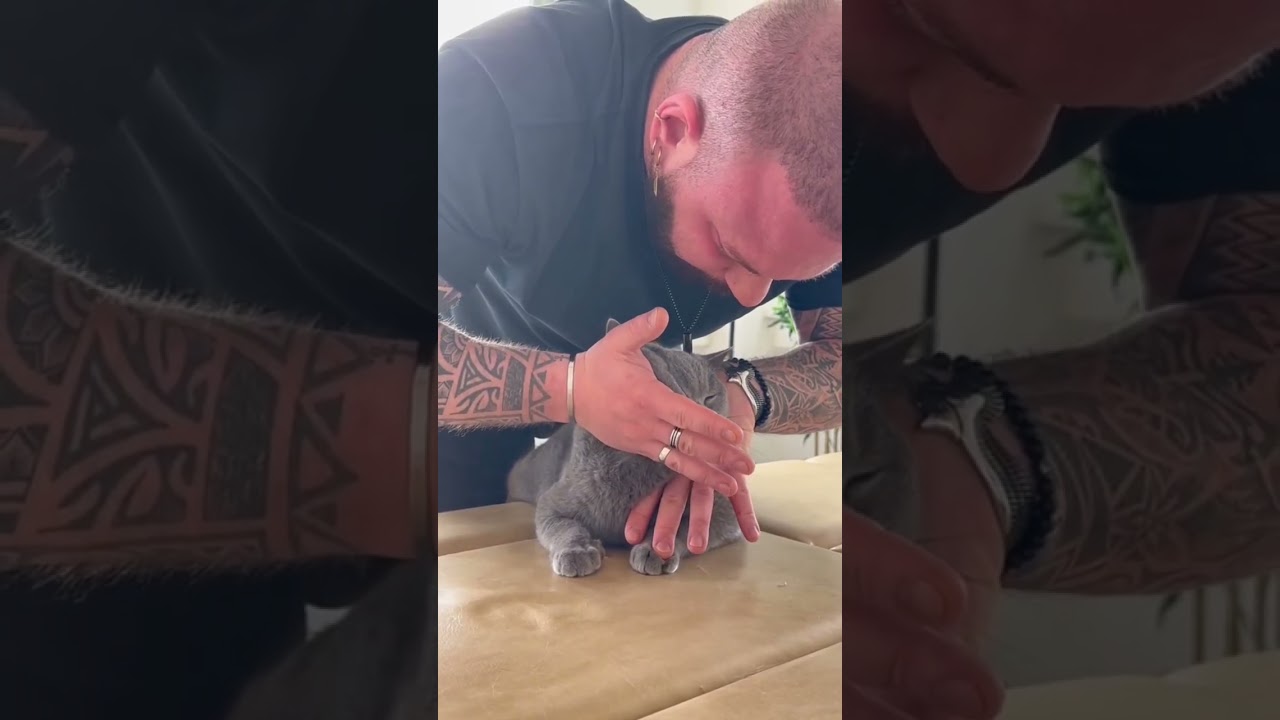 Crazy Cats With Back and Neck Pain 