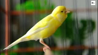 Download lagu Suara Kenari Gacor Panjang & Cengkok Mewah | Masteran Kenari Isian Mewah Terbaik