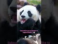 Panda eating bamboo! 🐼