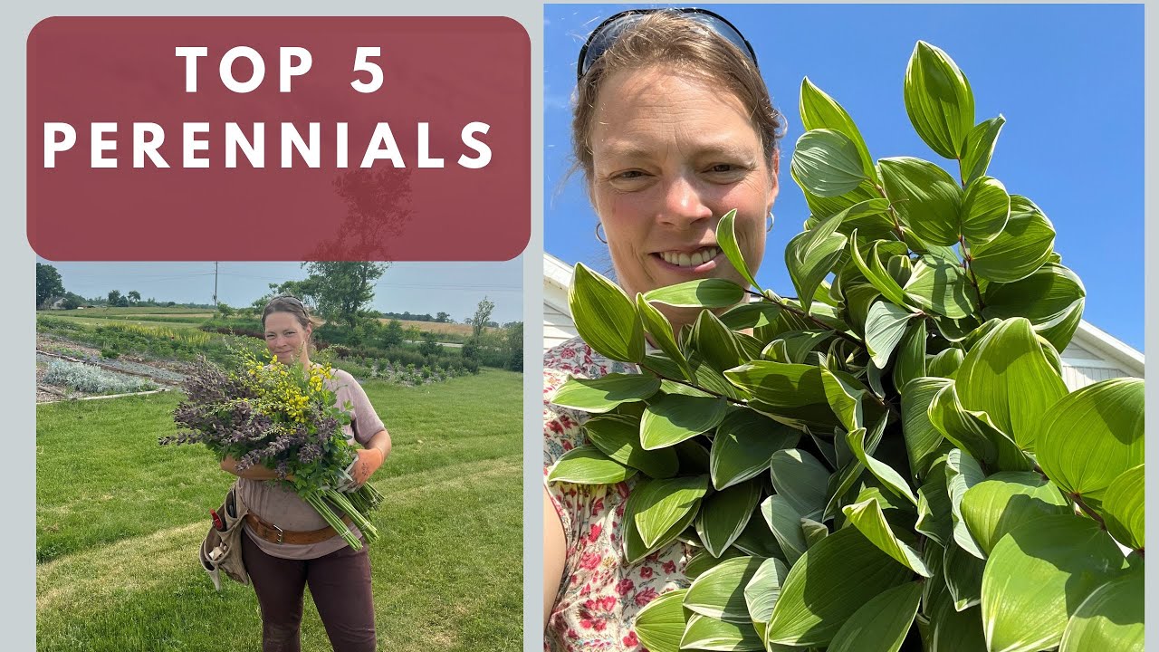 Top 5 Perennials Grown on my Cut Flower Farm for Florists Sales