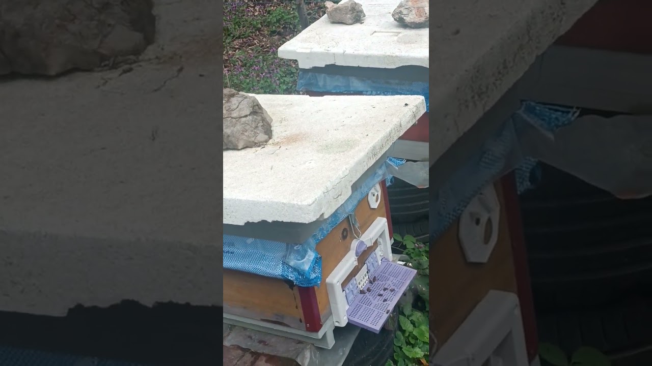 Arılıkda Fırtına sonrası kontrol