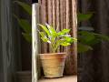 #hindisong #love #song #plants #plantlover #bollywood #bollywoodsongs #viralvideo #lifeisbutadream