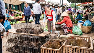 Catch 500+ Field Mice With Nets | Transport by Horse to Market for Sale