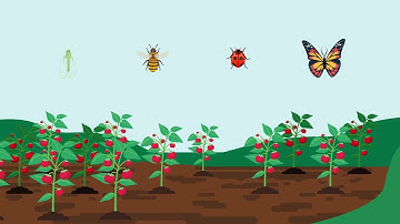 Targeted Cross Spectrum - Jemvelva™ active