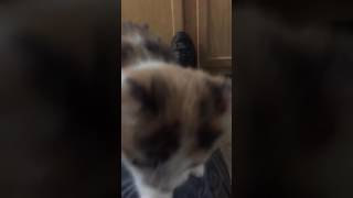 Baby Carmel Kitten